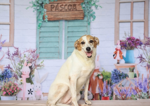 Feira virtual de adoção de cachorros encerra neste sábado em Manaus