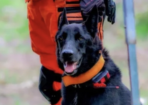 Projeto de lei permite uso de cadáveres para treinamento de cães de resgate