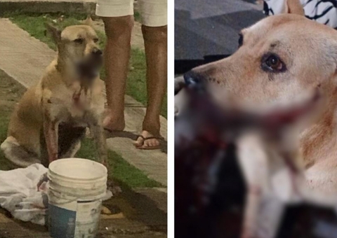 Cadela perde parte da boca após ser atingida por catolé durante Réveillon em Manaus