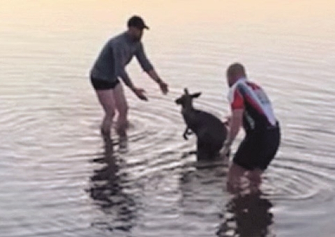 Homens resgatam canguru tremendo em lago gelado na Austrália