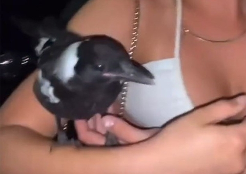 Mulher se embebeda e pede para levar pássaro da rua para casa; Confira 