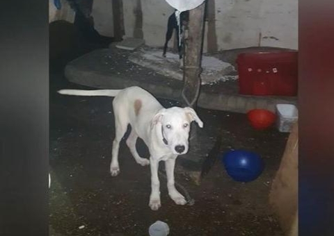 Suspeitos de comer cães e gatos são presos em Manaus