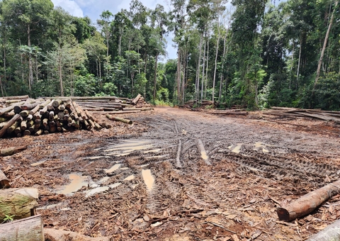 Defeso Florestal no Amazonas termina na próxima semana
