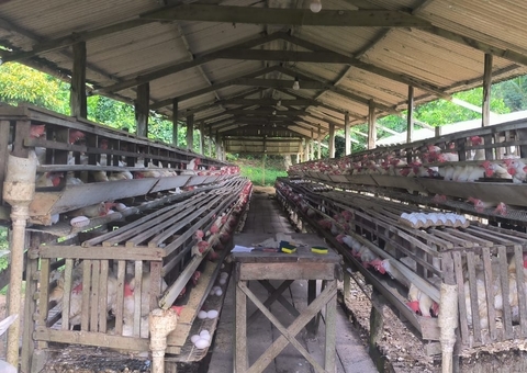 Granjas no Amazonas são notificadas por falta de regularização ambiental