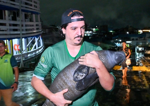 Filhote de peixe-boi resgatado em Nova Olinda do Norte é acolhido em Manaus