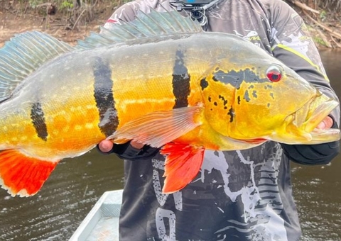 Ipaam alerta empreendedores e pescadores para temporada de pesca esportiva no Amazonas