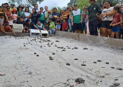 Mais de 300 quelônios são soltos em Parintins em ação do Projeto Pé-de-Pincha