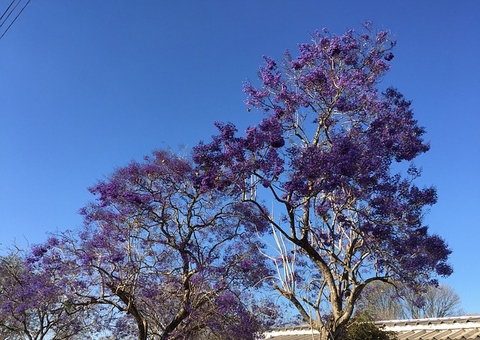 Ipê roxo auxilia no tratamento de aftas e feridas