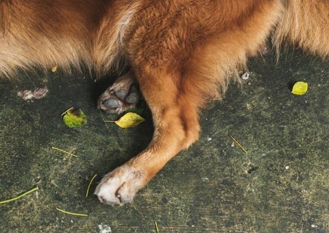 Dona de hotel para animais é flagrada arremessando cães por cima de muro em Manaus