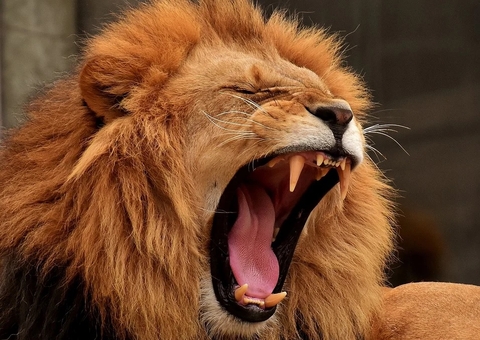 Mais de 2 milhões de contribuintes já enviaram declaração do IR