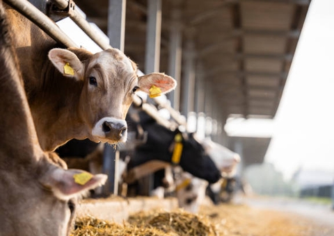 Dinamarca vai cobrar taxa de até R$ 595 por emissão de gases de vacas e porcos