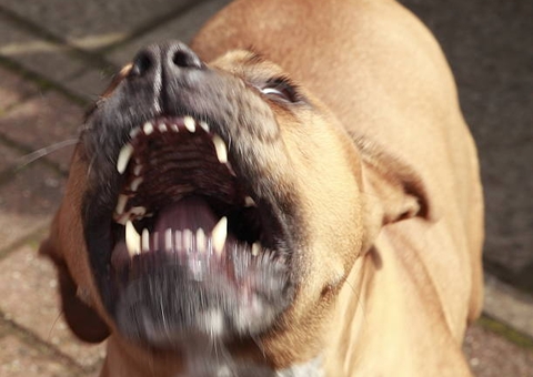 Idoso quase tem orelha arrancada ao ser atacado por pitbull