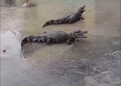 Após forte chuva, jacarés são flagrados ao atravessarem rua de Manaus; vídeo
