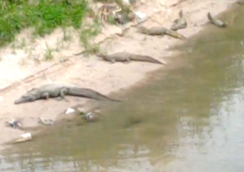 Vídeo: 'Família de jacarés' é flagrada durante banho de sol em igarapé em Manaus 