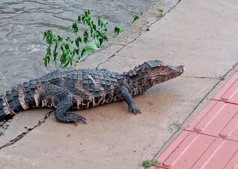 Jacaré é jogado em córrego após escalar barranco para se salvar