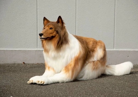 Japonês gasta R$ 75 mil para se 'transformar' em cachorro da raça collie