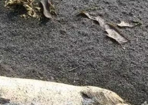 Criatura bizarra é encontrada em praia e intriga especialistas