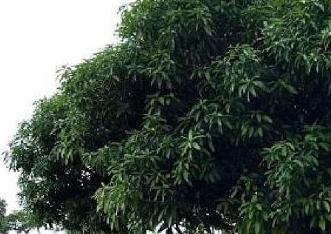 Homem morre ao apanhar mangas em Manaus