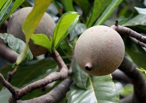 Além de poderoso contra anemia jenipapo trata bronquite