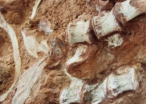 Fóssil de dinossauro de 233 milhões de anos é achado no RS