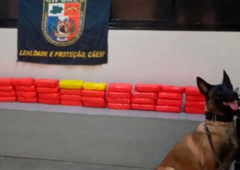 Polícia apreende 40 Kg de drogas escondidos em placas solares em Manaus