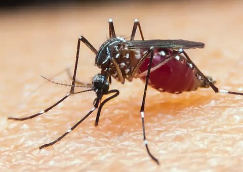 Malária no Amazonas aumenta 34% se comparado ao mesmo período de 2023