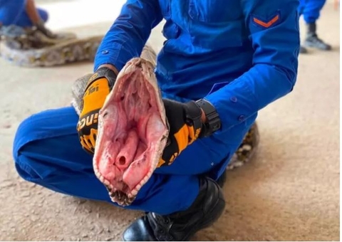 Cobra de 7 metros é encontrada com cabra dentro da barriga