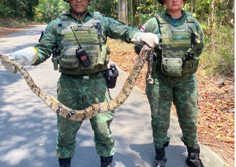 Cobra é encontrada em supermercado de Manaus