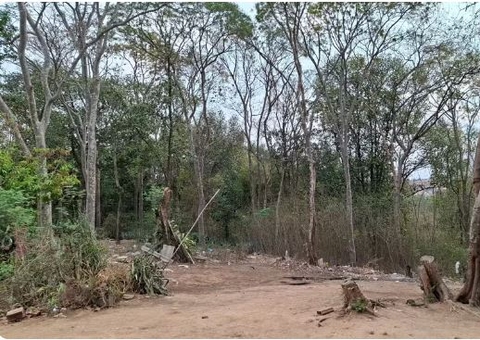 Homem morre atingido por galho ao tentar apagar fogo em mata