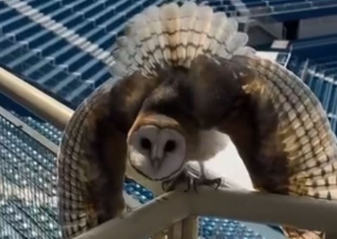 Rasga Mortalha se exibe para fotógrafo no Bumbódromo; vídeo