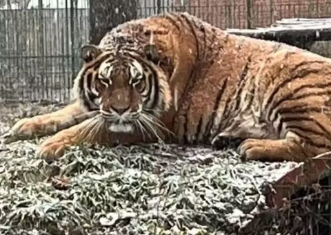 Tratador morre após ser atacado por tigre em zoológico