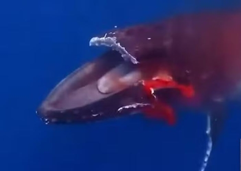 Baleia jubarte morre afogada após colisão brutal com balsa