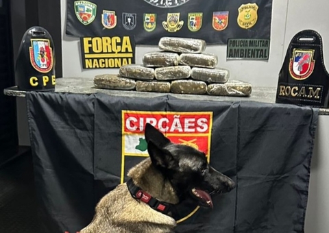 Cadela fareja 12 kg de skunk escondidos em ferryboat no Rio Solimões