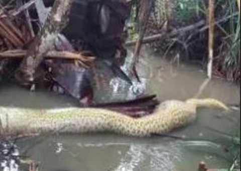 Sucuri tenta engolir cachorro e morre engasgada; imagem forte