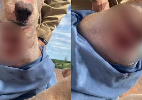 Cadela sofre profundo corte no pescoço após tutor amarrá-la com fio de cobre