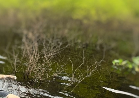 Devorado por peixes, homem é achado boiando em lago no Colônia Antônio Aleixo