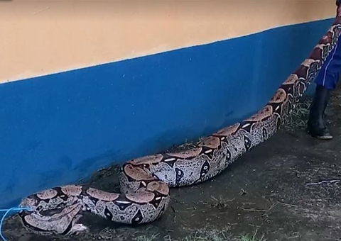 Cobra de 40 Kg é achada perto de aeroporto no Amazonas