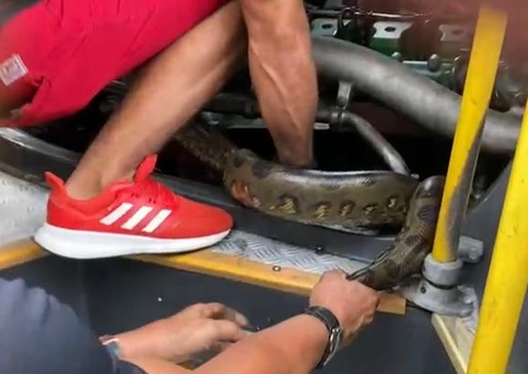 Vídeo: Cobra é encontrada dentro de ônibus em Manaus 