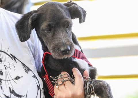 Maus-tratos a animais podem resultar em prisão de 2 a 5 anos, diz polícia