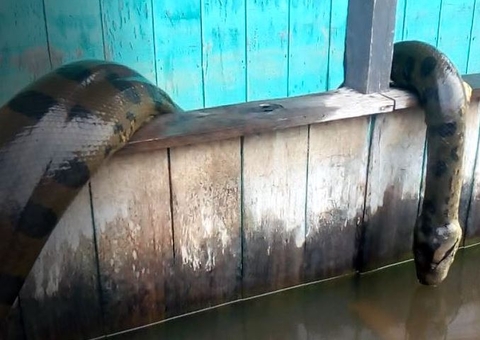 Vídeo impressionante mostra sucuri gigante capturada no Amazonas
