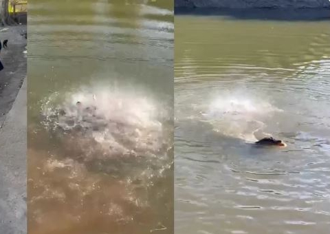Cabeça de boi é devorada em segundos por piranhas; vídeo