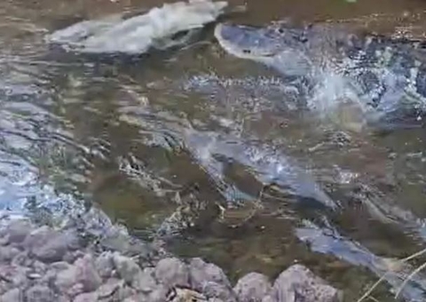 Jacaré de 4 metros é encontrado comendo restos humanos onde ocorreu operação da polícia; vídeo