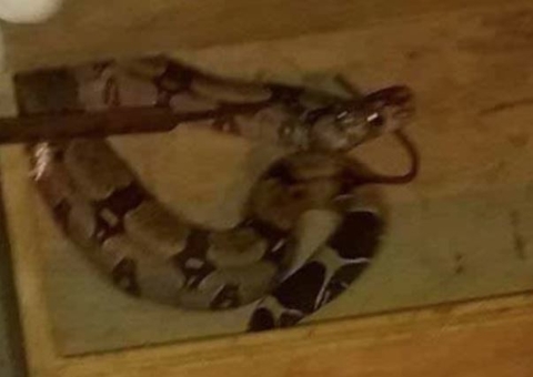 Homem abre janela de casa e se depara com cobra em Manaus