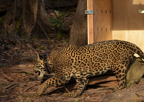 Onça-pintada resgatada no Rio Negro se readapta e já percorreu mais de 1,2 km
