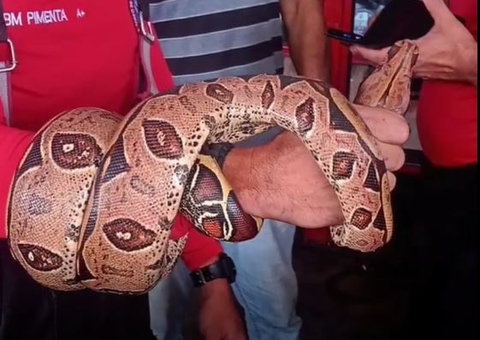 Vídeo: Motorista se assusta ao encontrar cobra escondida no motor de carro em Manaus 