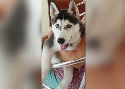 De boi a cachorro, aumenta em 46% número de roubos de animais em Manaus