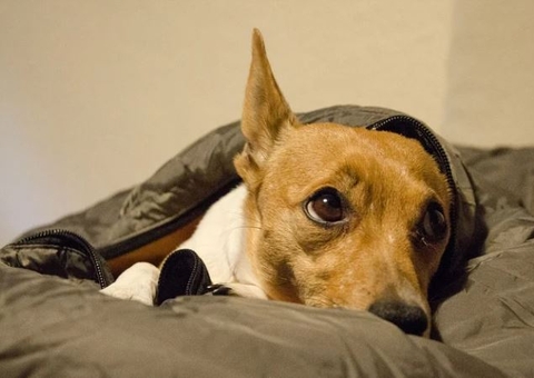 Universidade desenvolve método de castração não cirúrgica para cães e gatos