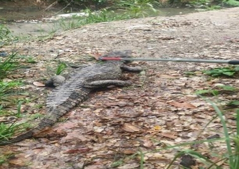 Jacaré surge em balneário e assusta funcionários na Av. Efigênio Sales 