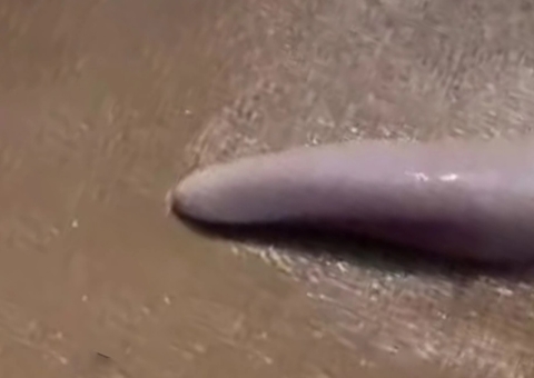 Mulher encontra 'criatura' bizarra em praia e animal misterioso pode ser um pênis