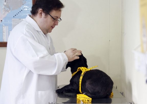 Calendário para agendamento de castração de cães e gatos é divulgado em Manaus